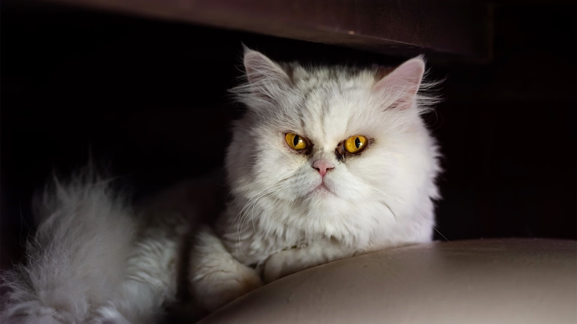 全国足球基础设施建设提速，场馆标准化成为新趋势，全国社会足球场地设施建设专项行动实施方案(试行)